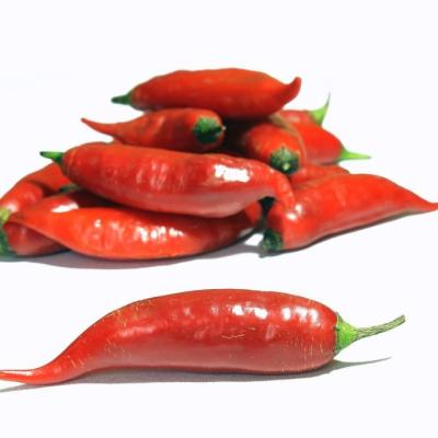 PIMENTA DEDO DE MOÇA