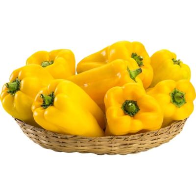 PIMENTÃO AMARELO GOLD