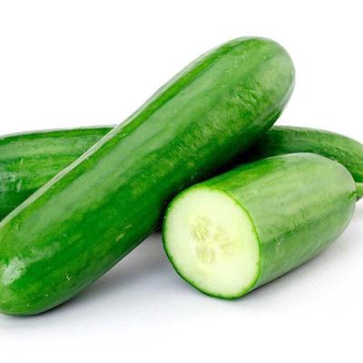 PEPINO CAIPIRA (COMUM)